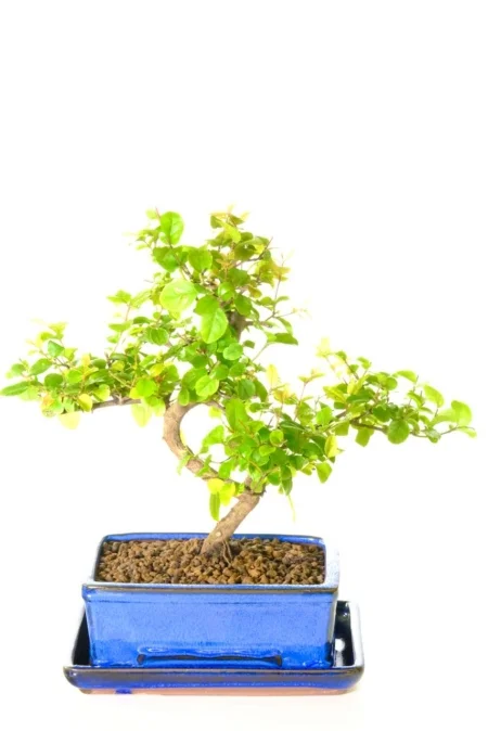 Sweet Plum Sageretia indoor bonsai tree for sale in bright blue pot