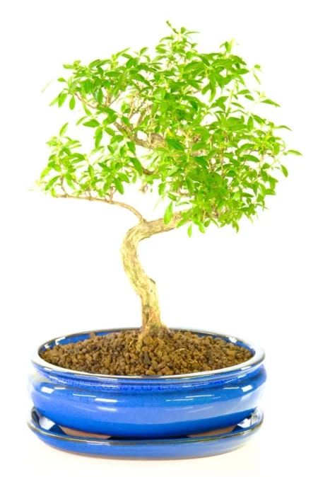 Serissa foetida bonsai tree in royal blue pot | Absolutely delightful bonsai