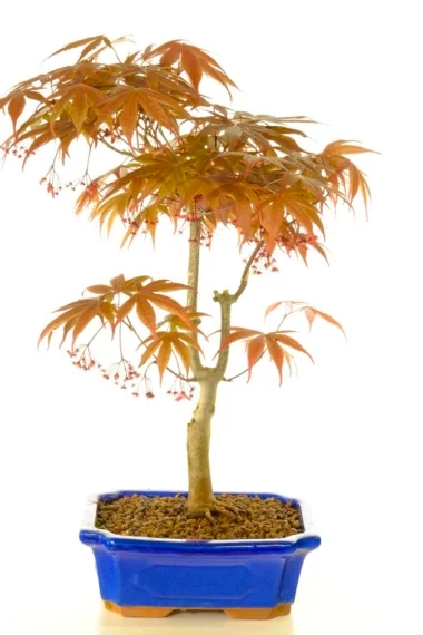 Pretty Acer palmatum "Nomura" outdoor bonsai tree for sale UK