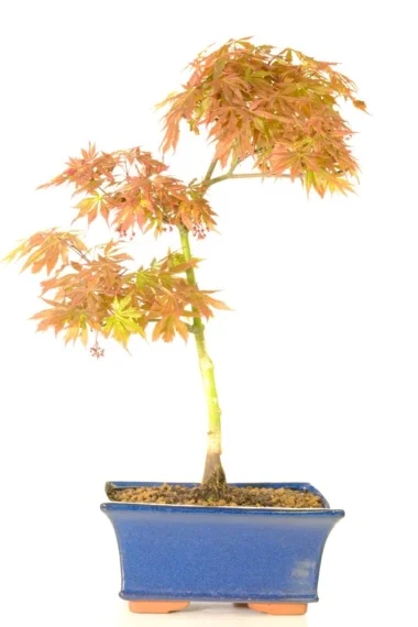 Sensationally elegant Japanese maple bonsai tree for sale