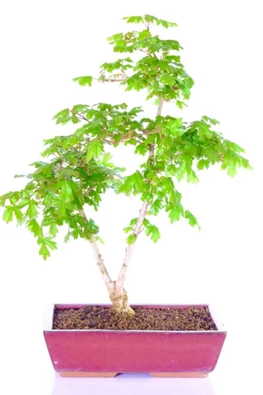 Delightful Field Maple (Acer Campestre) Bonsai Tree with Forked Trunk and Vivid Green Leaves Flushed Pink