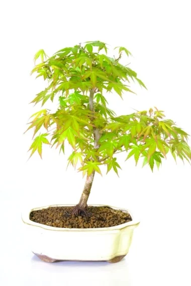 Japanese Maple bonsai (Acer palmatum) tree for sale