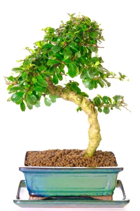 Fukien tea bonsai tree for sale in very pretty forest green ceramic pot