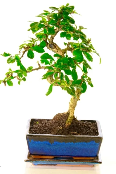 Carmona bonsai with forked roots
