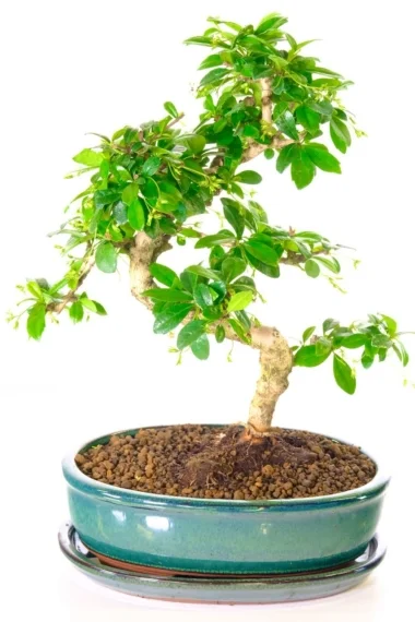 Top quality indoor artistic Carmona Bonsai tree for sale