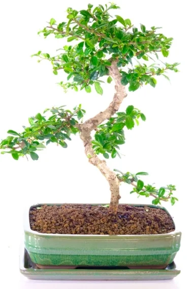 Fukien Tea flowering indoor bonsai tree with supreme elegance