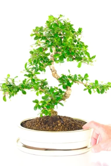 Sublime mature flowering indoor bonsai tree for sale | Carmona microphylla