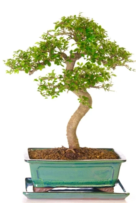 Commanding and impressive Chinese Elm bonsai tree for sale UK