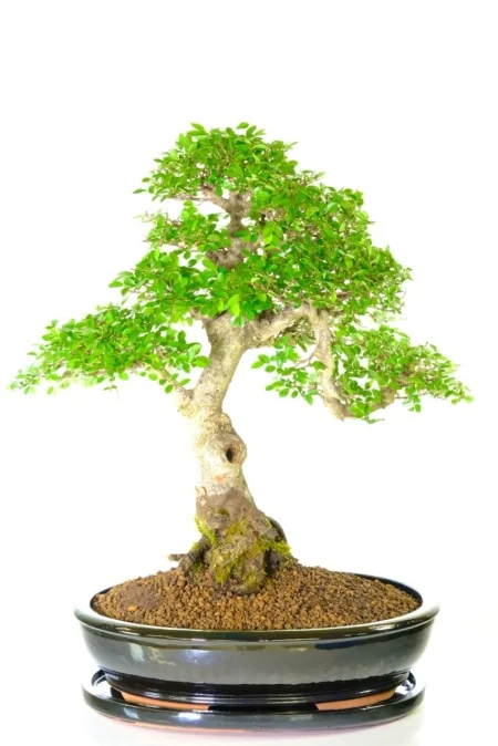 Large 45 year old Chinese Elm bonsai with very impressive structure