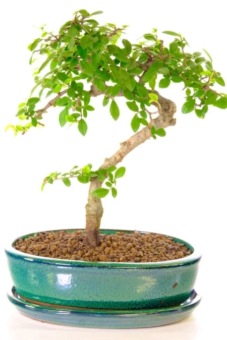 Shapely Chinese Elm bonsai tree for sale UK