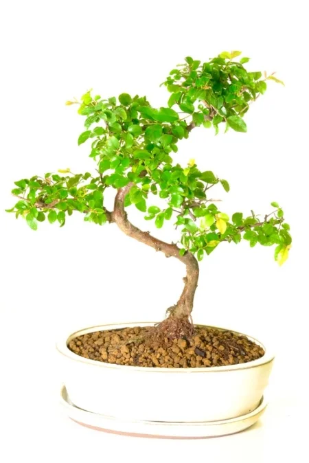 Supremely styled Chinese sweet plum sageretia bonsai in cream pot