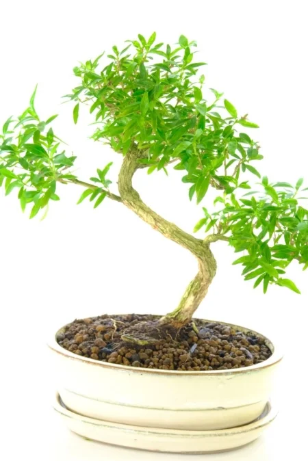 Curvaceous flowering Serissa foetida bonsai tree for sale UK