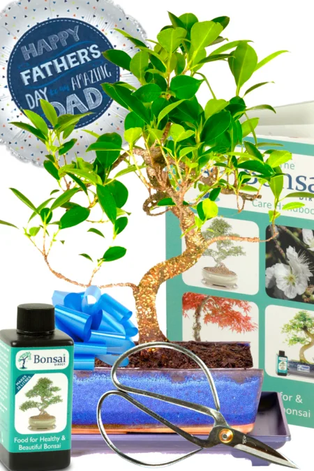 Father's Day plant gifts for sale! This is a 12 year old Ficus bonsai tree.