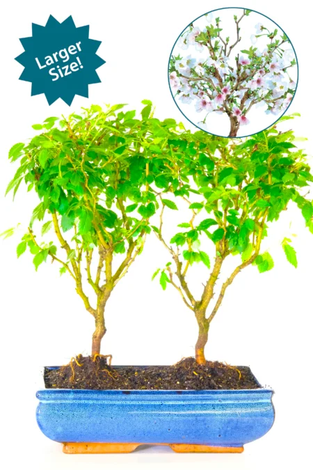 Larger sized twin cherry blossom bonsai for sale in classic blue pot
