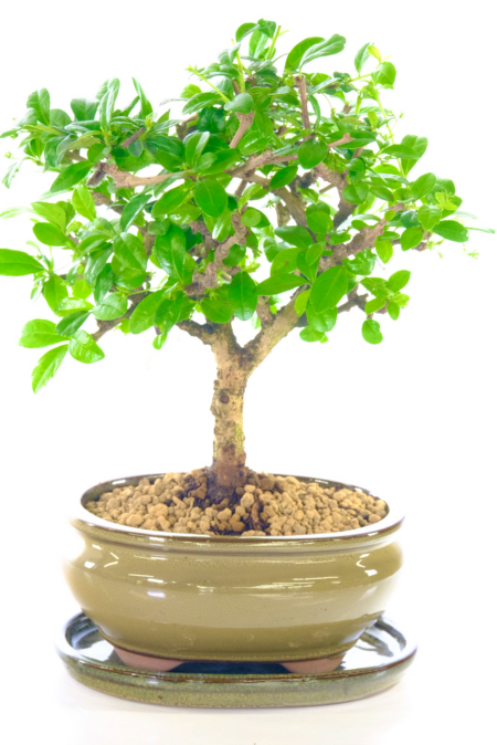 Amazing miniature dwarf flowering indoor bonsai tree for sale in moss green pot
