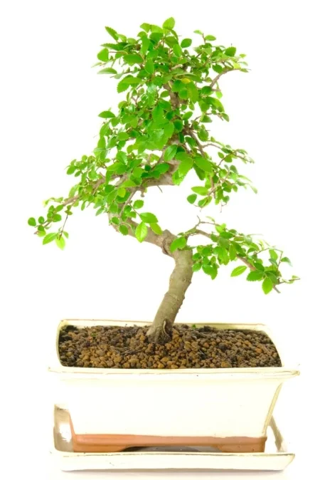 Beautifully shaped Chinese Elm bonsai tree for sale UK