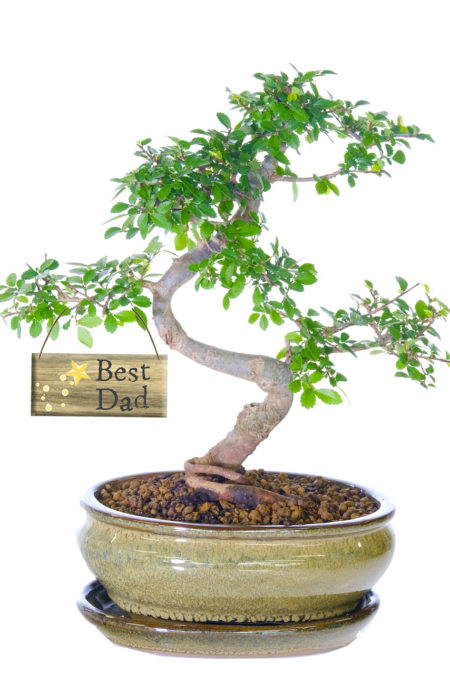 Best Dad Bonsai tree | Perfect Father's Day Gift idea