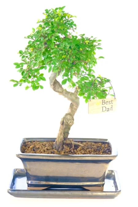 Best Dad Special premium range Chinese Elm bonsai tree for sale