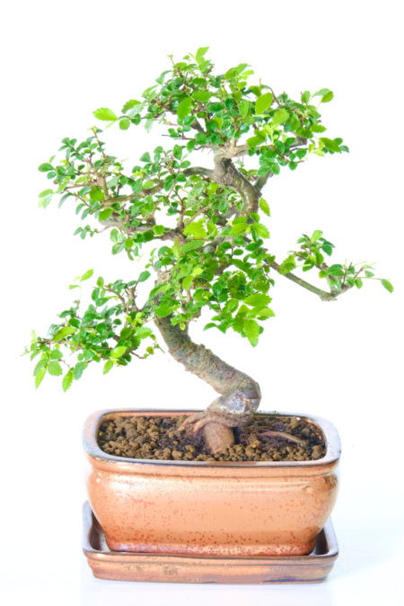 Twisty Chinese Elm bonsai tree for sale UK