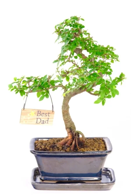 The perfect Father's Day gift bonsai tree for your Best Dad