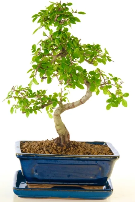 Gorgeous Chinese Elm bonsai tree for sale UK
