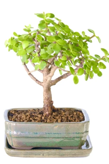Stunning orchard style money tree bonsai in moss green pot with matching drip tray