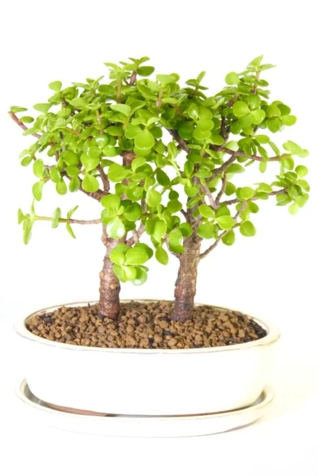 A Striking Money tree bonsai in cream oval ceramic pot with matching drip tray for sale