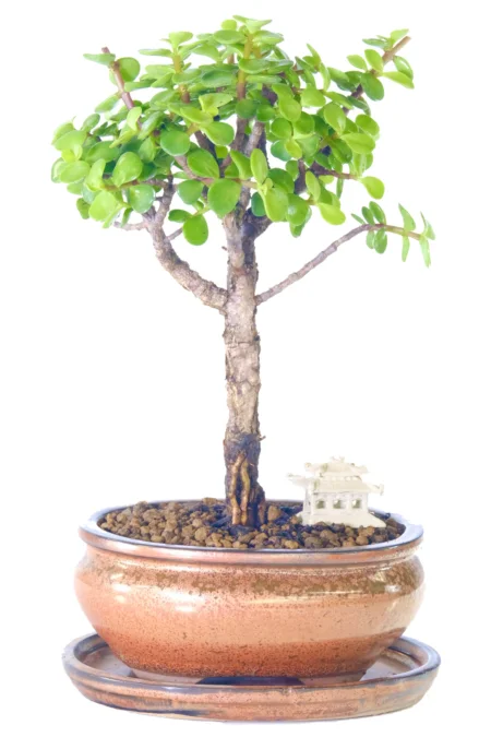 Woodland-style Jade bonsai tree for sale UK