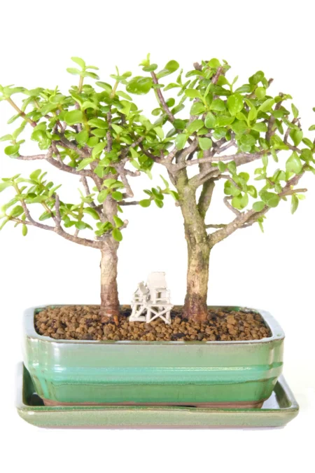 Pretty woodland-style Jade bonsai tree for sale UK