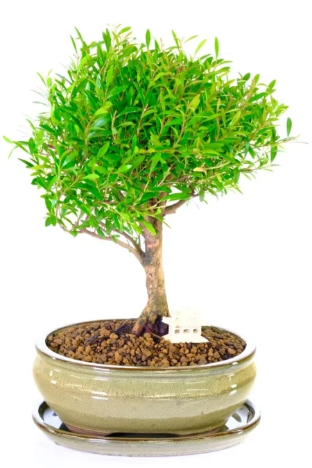 Syzygium myrtle bonsai tree for sale with small oriental temple