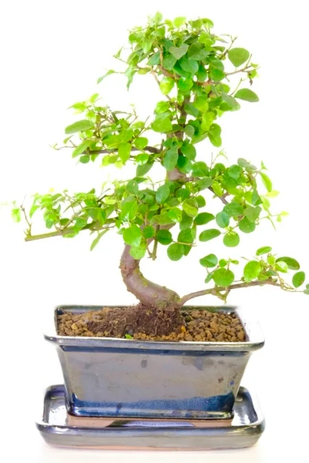 Strong Chinese Sweet Plum Curvaceous Bonsai Tree for Sale